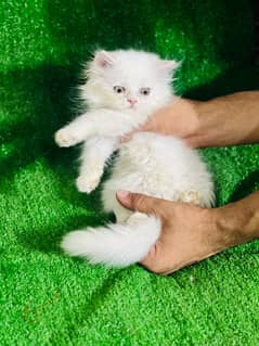 Persian kitten Snow white punch face