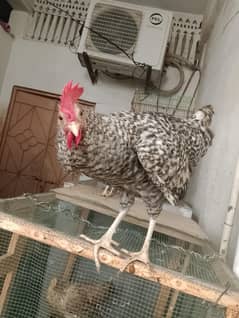 Plymouth rock hen  male