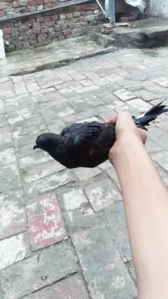 black