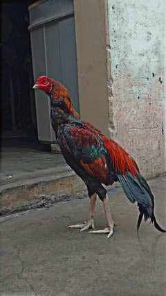 Aseel Mianwali
