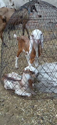 Pure Rajastani Goat Taza sue