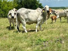100 Persent Pure cow and Buffalo Milk