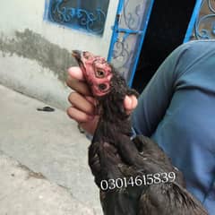 Aseel