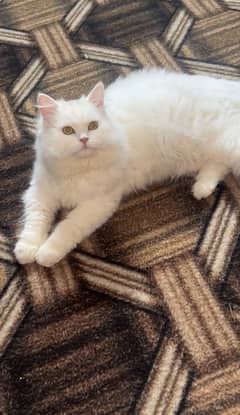 Persian cat triple coat