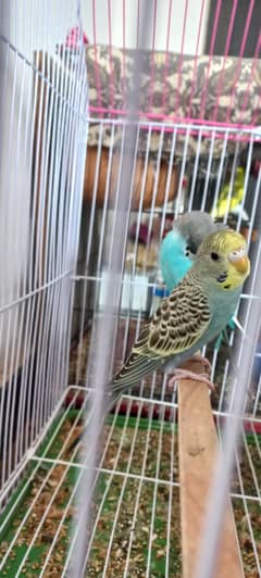 TAME BUDGIE PARROT FOR SALE IN RAINBOW   COLOUR