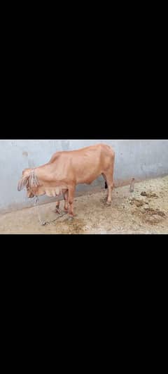 Jercy cross wachi sahiwal for sale in Pakistan