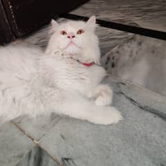 Pesian cat white for sale
