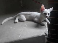 Kitten For Sale