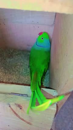 breeder male 100%,talking on mood for Sale