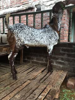 Bakra