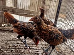 Golden Sebrite / Fancy hens / Sebright / aseel chicks