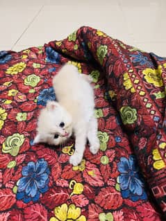 Persian cat for sall