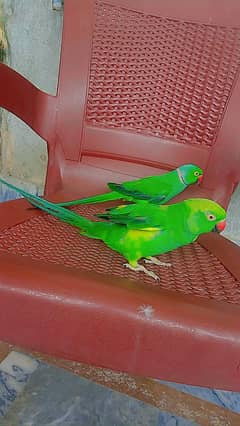 parrot pair Bolta h moka pa bola ga  on bite hand taiin h  03037222609