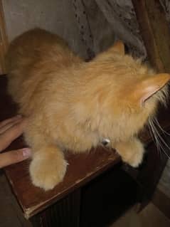 Beautiful triple coated cat