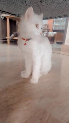 persion male cat long coat with accessories exchange possible