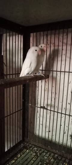 albino split Red eyes breeder pair