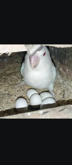 albino and lutino