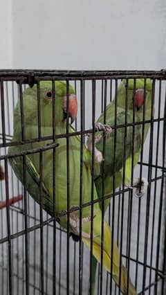 Pair