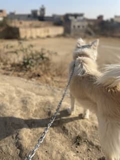 Russi dog for sale mashallah cute dog and trained for night duty