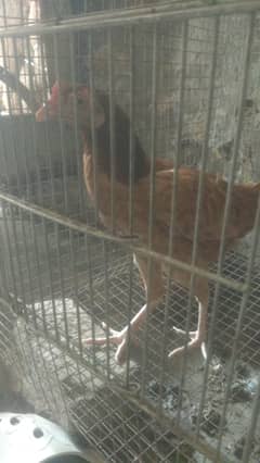 aseel morgi for sale Whatsapp no0319 3768369