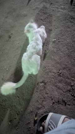 Persian cat