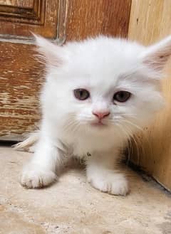 Persian kitten | triple coated Kittens | punch face | Kitten For Sale