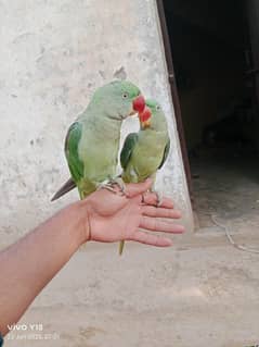 kashmiri raw parrot team and talking breeding pair age 1 year 4 month