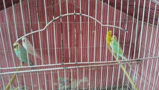 Australia Parrot