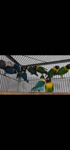 all breedar pair per pair 3000