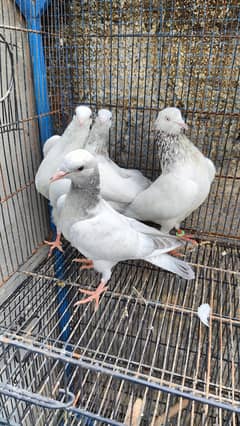 Kabootar