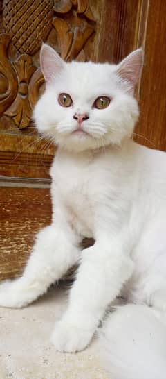 persian