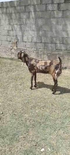 sheri bakri