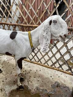 Rajanpuri abluck female for sale