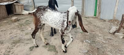 Bakra