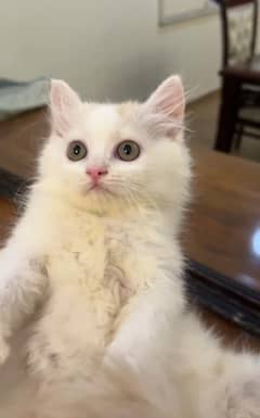 Persian