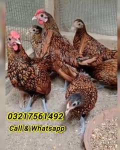 Golden Sebright pair