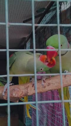 pair