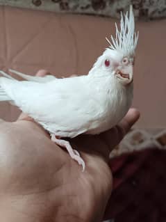 Eno cocktail red eyes chicks for sale ready for tame
