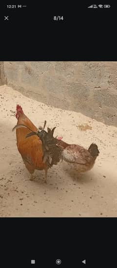 golden misri male and female pair for sale