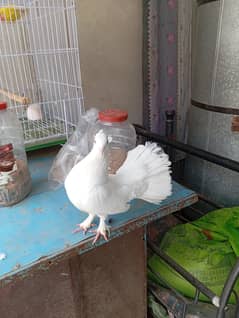 Lucky kabootar