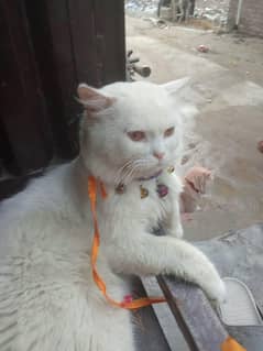 male for sale