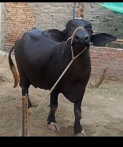 Buffalo with 8-Month Heifer(kati) for Sale – Sahiwal