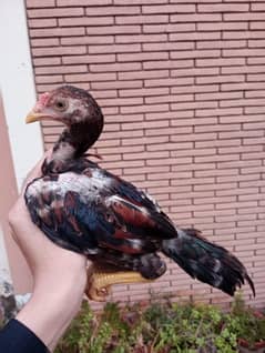 pure breed aseel chicks for sale