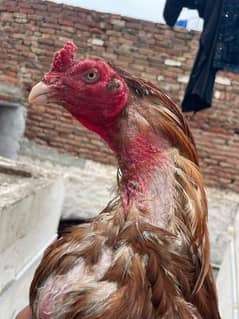 Rampuri Aseel bird