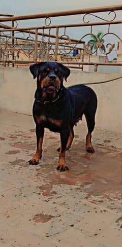 Rottweiler female available
