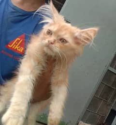 Persian