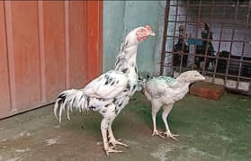 Top quality/ Birds Thai/. waithnam. / Aseel pair 03054343109