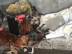 2 murga 1murgi
