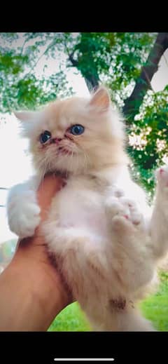 Persian kittens near to piki