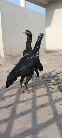 O